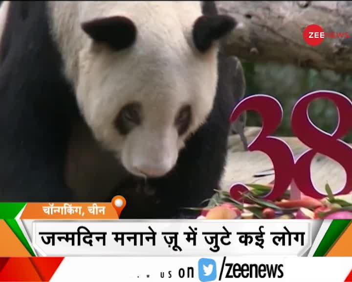 दुनिया का सबसे उम्रदराज पांडा मना रहा है अपना 38वां जन्मदिन