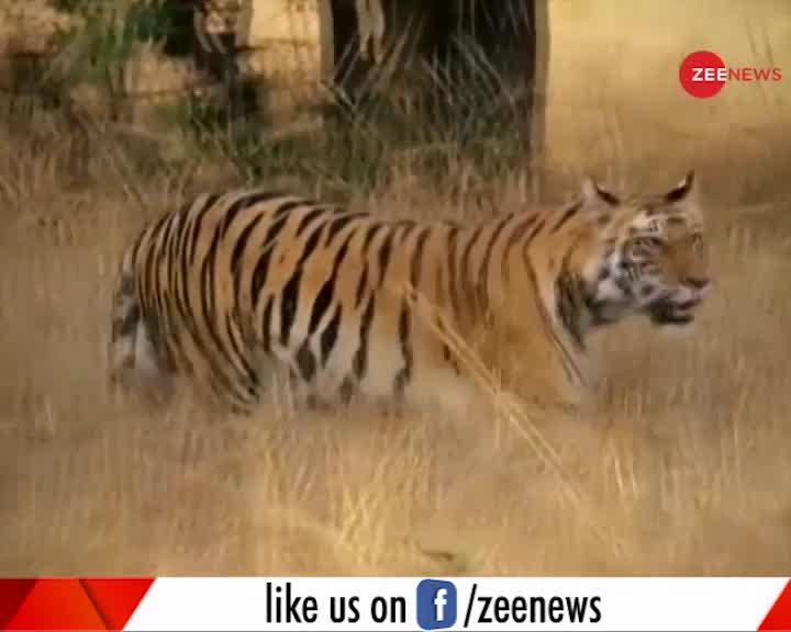 भारत में पिछले 12 साल में दो गुना हुई बाघ की संख्या