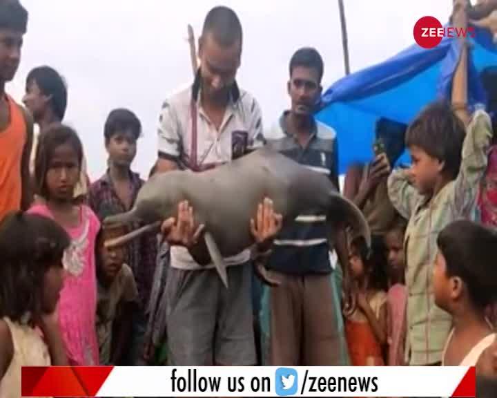 VIDEO : मुजफ्फरनगर में बाढ़ के पानी के साथ बहकर आ रही डॉलफिन मछली
