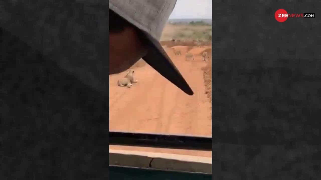 Viral Video : कैसे भैंसों के एक झुंड ने शेरों को खदेड़ दिया!