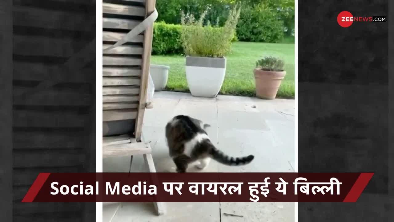 Viral Video: ये बिल्ली सचमें बिल्ली होना भूल गई?