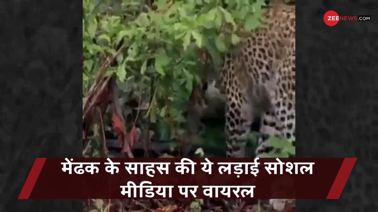 Viral Video: शिकार करने आए तेंदुए को मेंढक ने उछलकर मारा मुक्का, Video में देखें फिर क्या हुआ