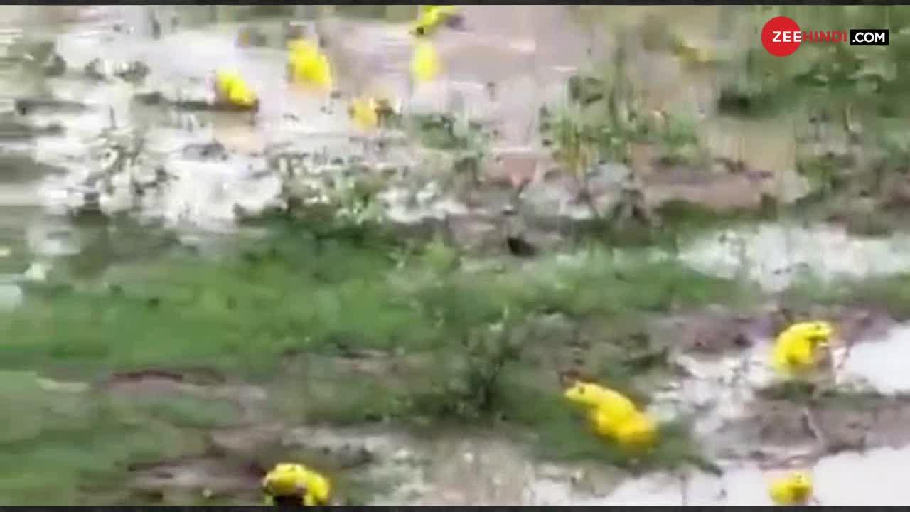 मध्य प्रदेश में एक तालाब से निकले पीले रंग के मेढक, देखें VIDEO