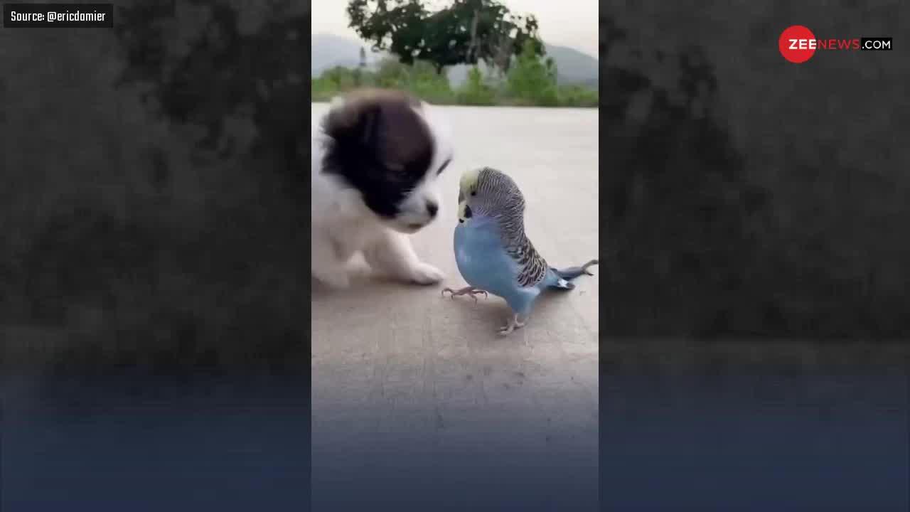 Viral Video: कुत्ते और पक्षी की बिंदास जोड़ी, तोते को पीठ पर बैठाकर लगवा दिए कई चक्कर..!