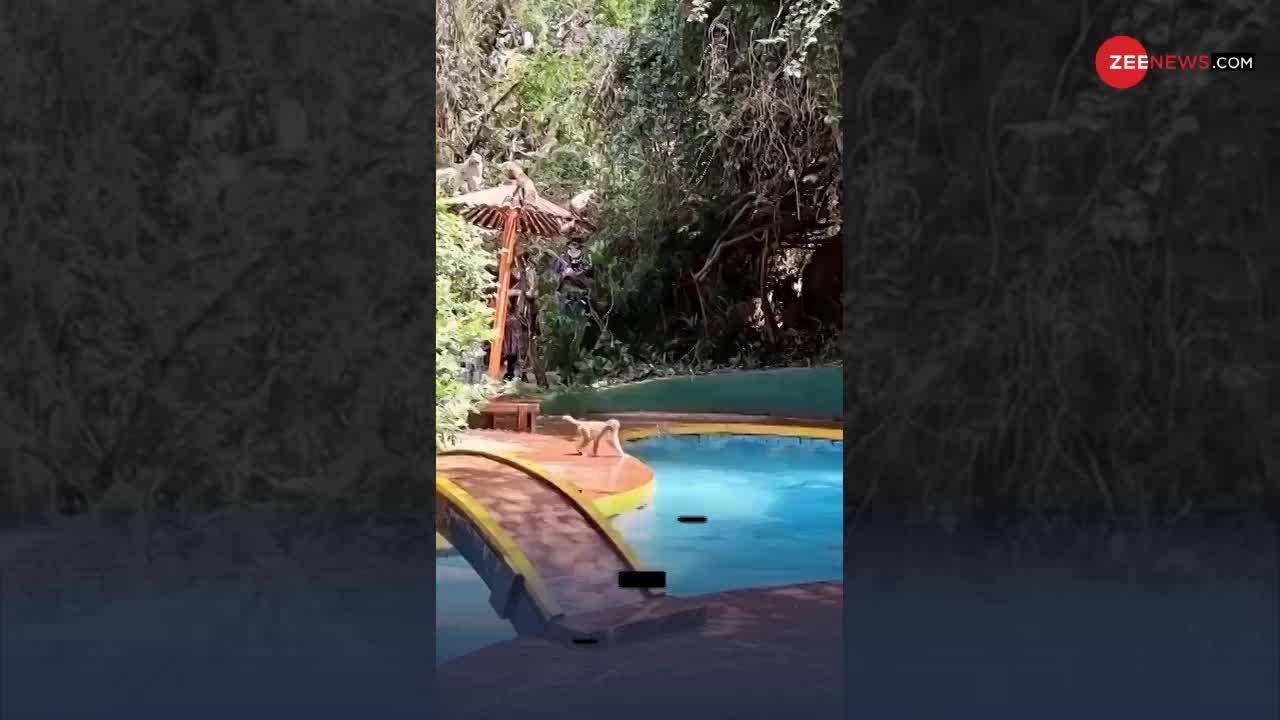 Viral Video: बंदरों की Pool Party का ये वीडियो हुआ वायरल, सोशल मीडिया पर मचाया तहलका