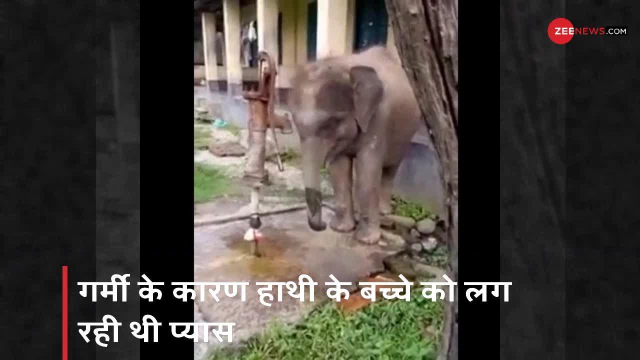 Viral Video: हैंडपंप चलाने के लिए हाथी के बच्चे ने लगाया गजब का जुगाड़, कुछ ऐसे किया सूंड का इस्तेमाल