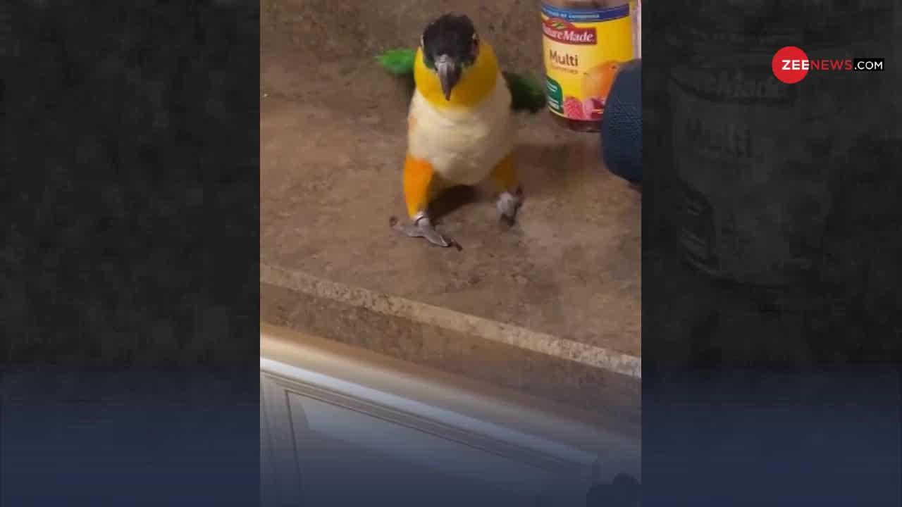 Viral Video: तोते के ऐसे ठुमके देख कर आप भी नाचेंगे!