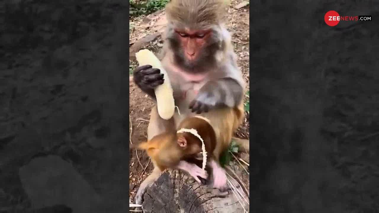 इस बंदरिया का केले खाने का स्टाइल देखकर चौंक जाएंगे, देखिए ये मजेदार Video