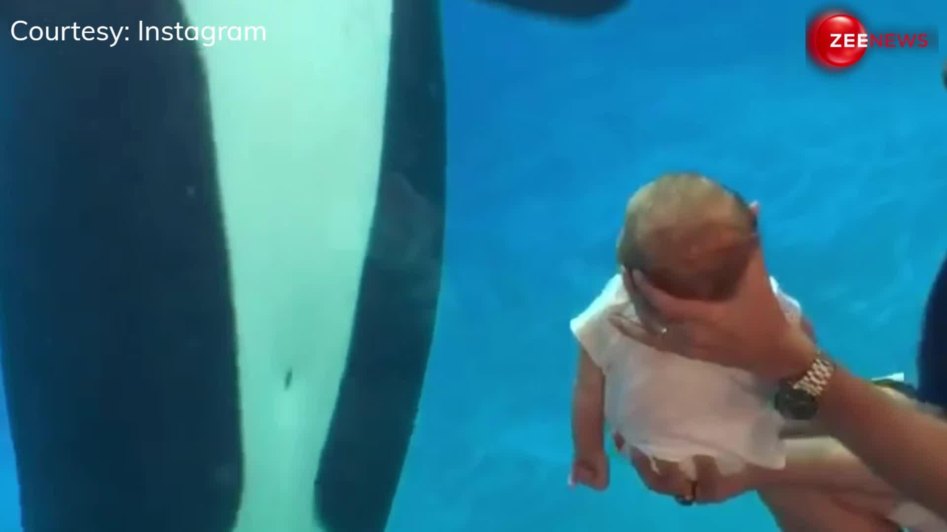Newborn बेबी को देख Whale ने दिया ऐसा रिएक्शन, देख लोगों के उड़ गए होश