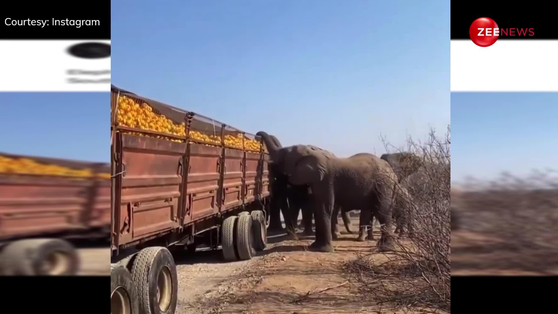 संतरों से भरे हुए ट्रक पर जंगली हाथियों ने बोला धावा, मिनटों में लूट लिए सारे फ्रूट्स