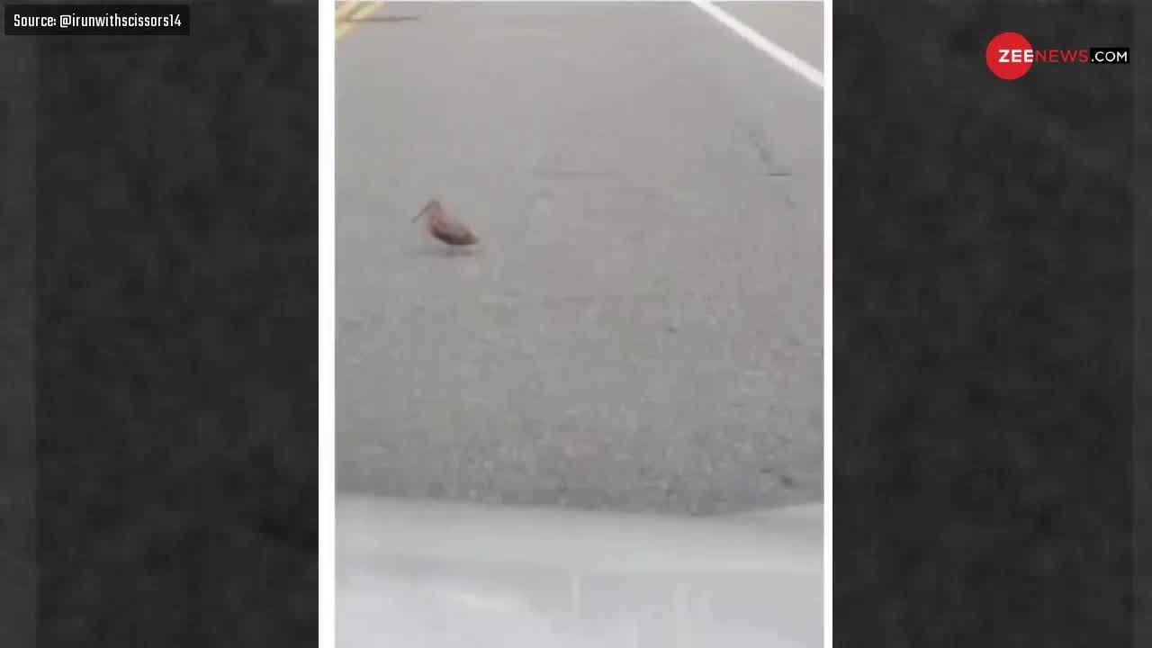 Viral Video: सड़क पर Break Dance करते हुए कभी कोई पक्षी देखा है? अगर नहीं तो अब देख लो!