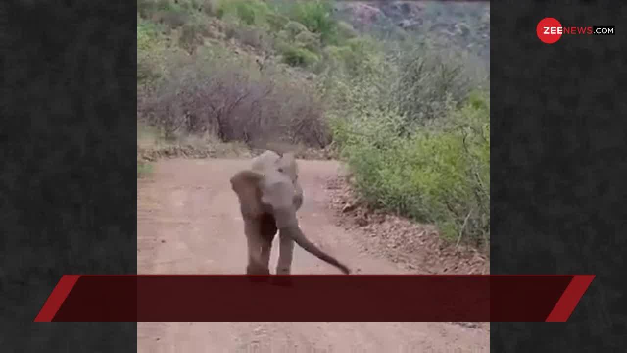 हाथी चला हंस की चाल, यकीन नहीं तो देखें ये VIDEO