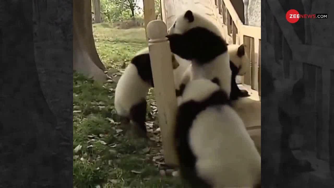 Viral Video: इतने सारे पांडा मिलकर उधम मचा रखी है...
