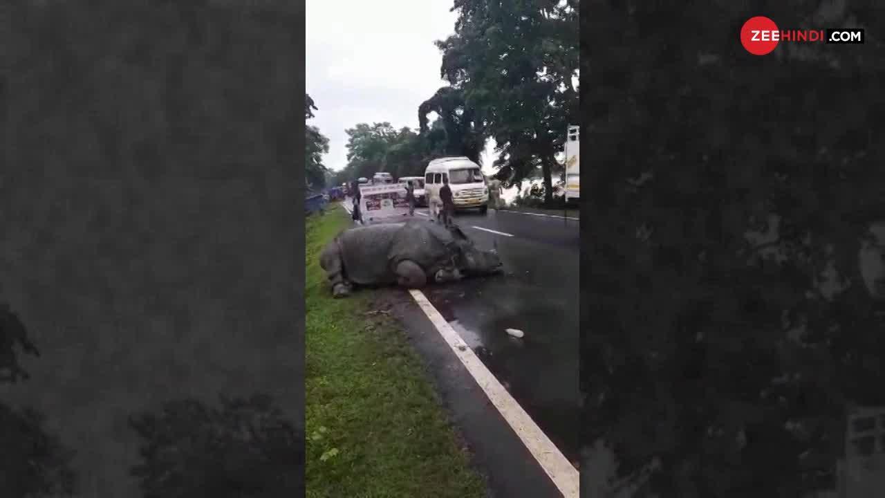 VIDEO : थक के चूर एक Rhino सड़क पर ही सो गया