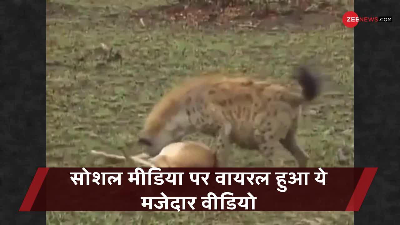 Viral Video : हिरण के दिमाग के मुरीद हुए लोग, बना डाला भेड़िये और तेंदुए को बेवकूफ!