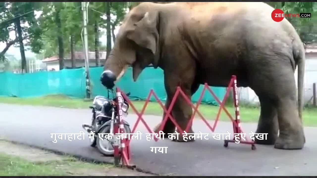 Viral Video: बाइक पर टंगे हेलमेट को अपनी सूंड से उठाकर खा गया हाथी और फिर जो हुआ...