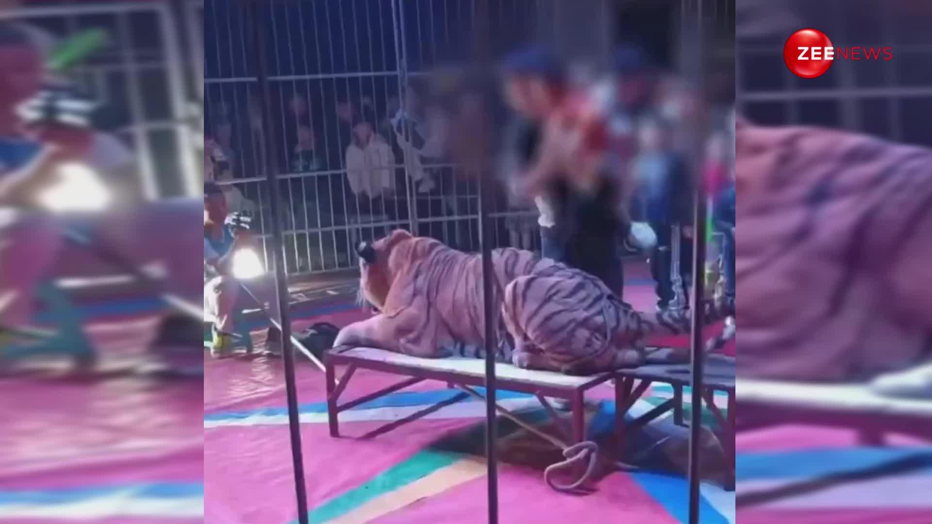 चाईना के इस सर्कस में बच्चों को शेर के ऊपर बैठाकर खींची जाती है फोटो, देखें ये वीडियो
