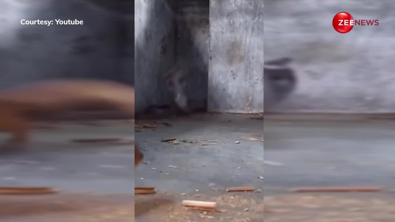 आखिर क्यों छोटे से जानवर से डरता किंग कोबरा? वायरल वीडियो में खुल गया राज!