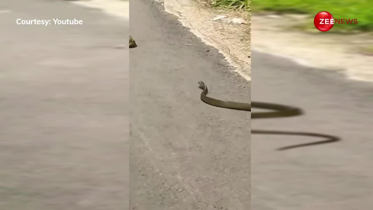 छोटे से मेंढक के पीछे पड़ गया 10 फीट का कोबरा, फिर नन्हे से जीव ने ऐसे बचाई जान