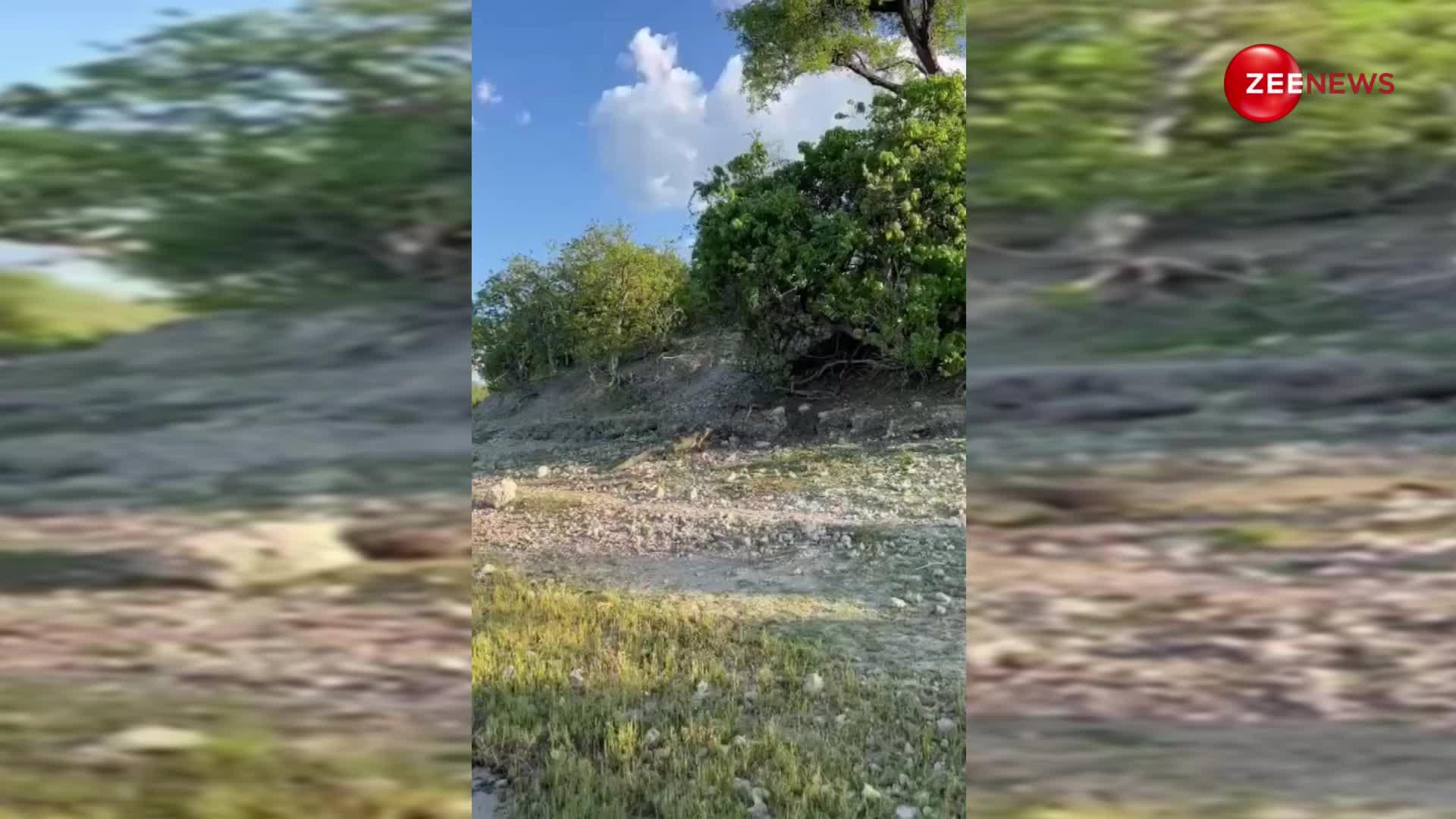 खौफनाक वीडियो! पेड़ से नीचे उतर रहा था बंदर मौका देख मगरमच्छ ने कर दिया जबरदस्त अटैक