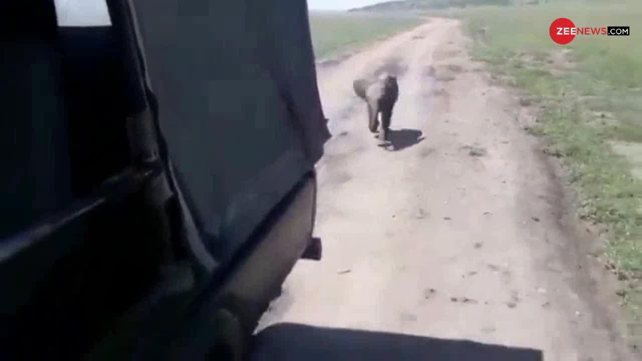 Viral Video: झुंड से बिछड़े हुए हाथी के बच्चे को मिलाने का ये स्टाइल भी मजेदार है...