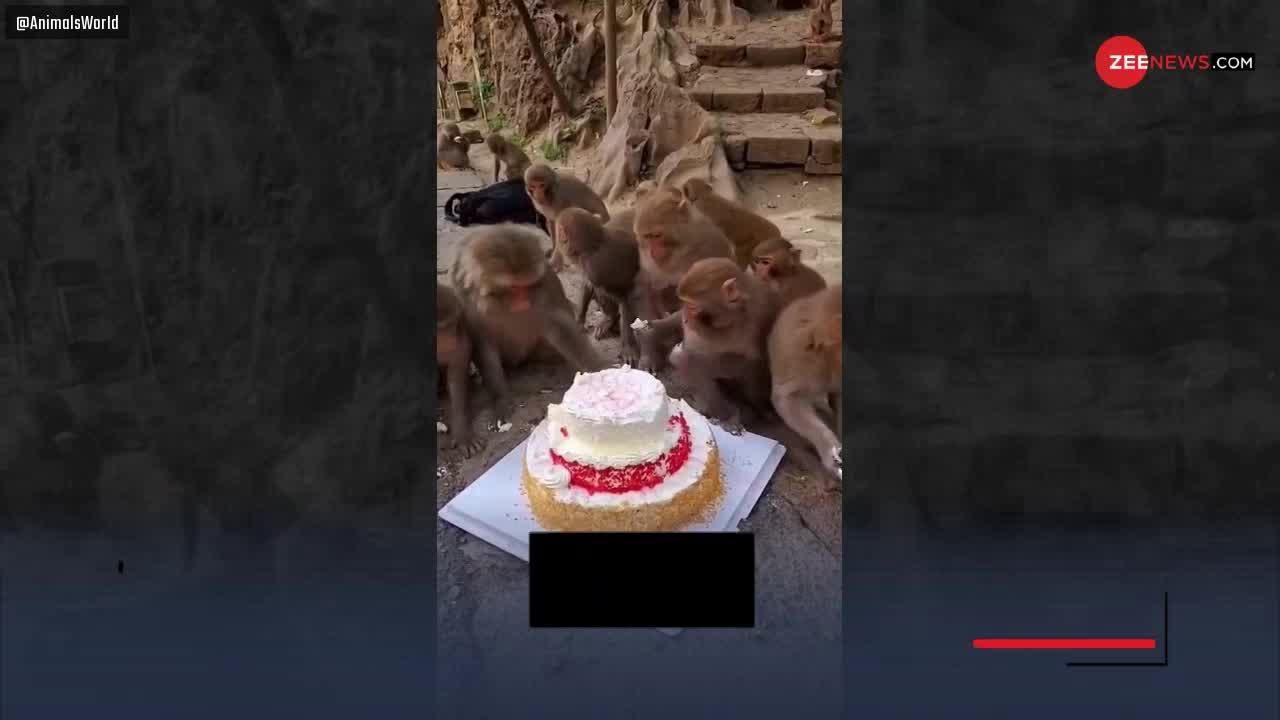 Viral Video: 'Pawri Ho Rahi Hai' तो याद ही होगा, अब देखिए बंदरों की 'Cake Pawri' का वीडियो