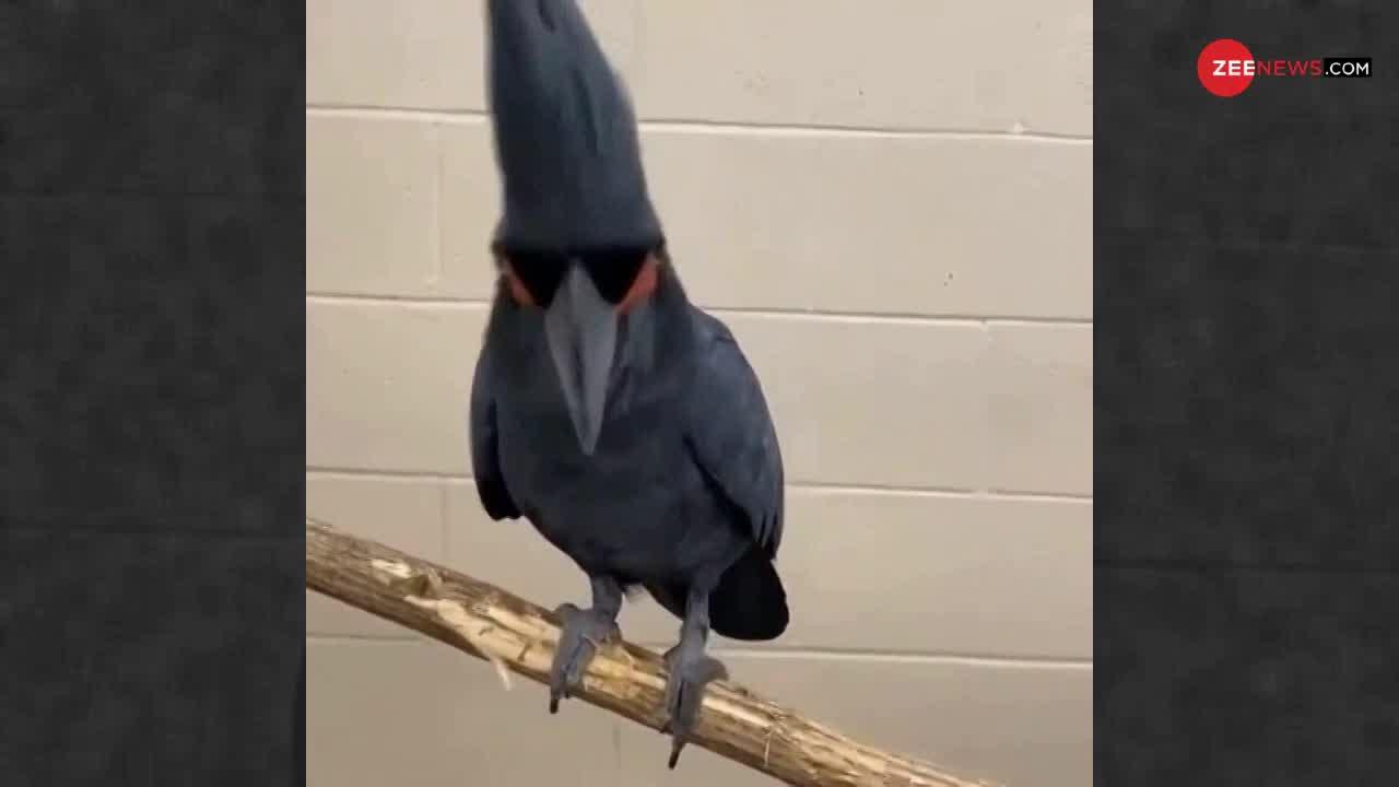 Viral Video: इस पक्षी से अच्छा डिस्को कोई कर सकता है?