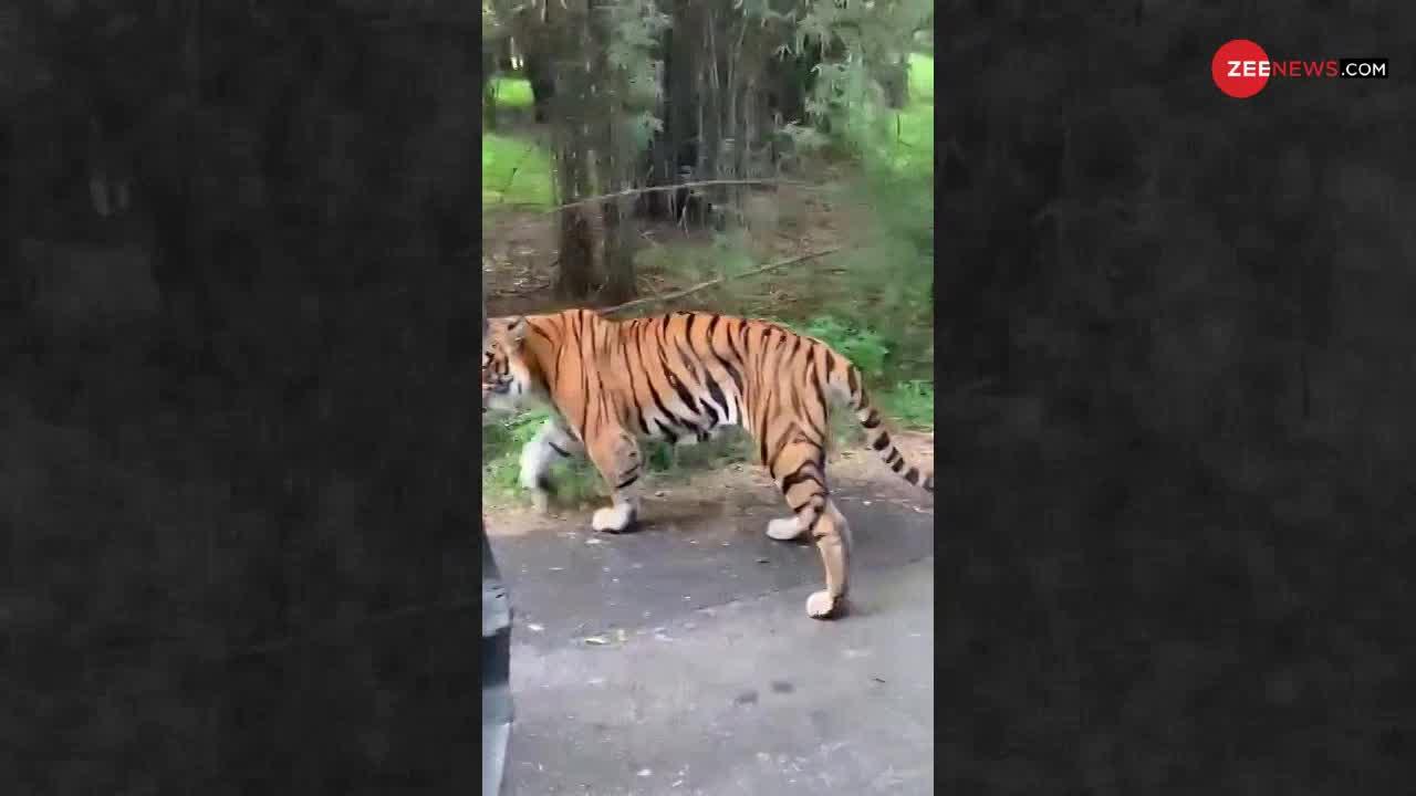 Viral Video : बंगाल टाइगर देखने पहुंचे थे टूरिस्ट की तभी हुआ हमला......