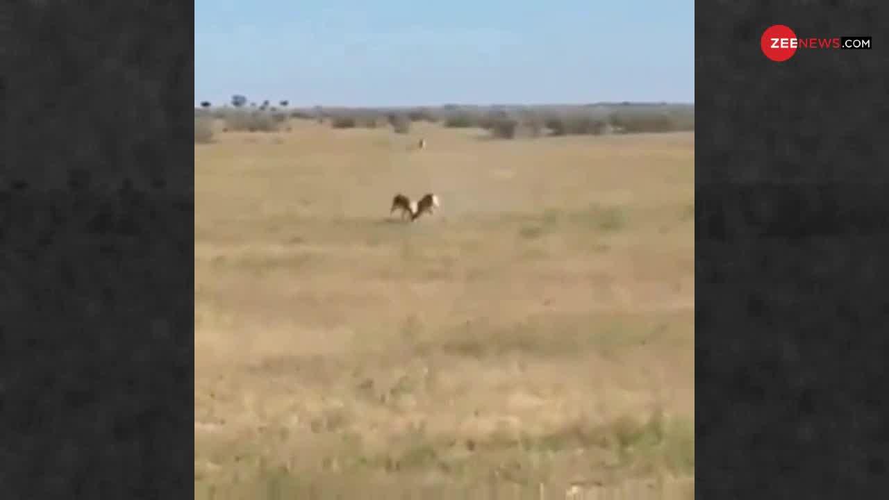 Viral Video: आपस में लड़ रहे थे दो हिरण तभी अचानक आ गया शेर और फिर...