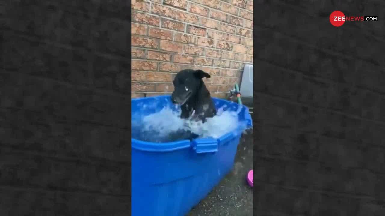 Viral Video: गर्मियों में 'Chill' करने का सही तरीका कोई इस Doggy से सीखे