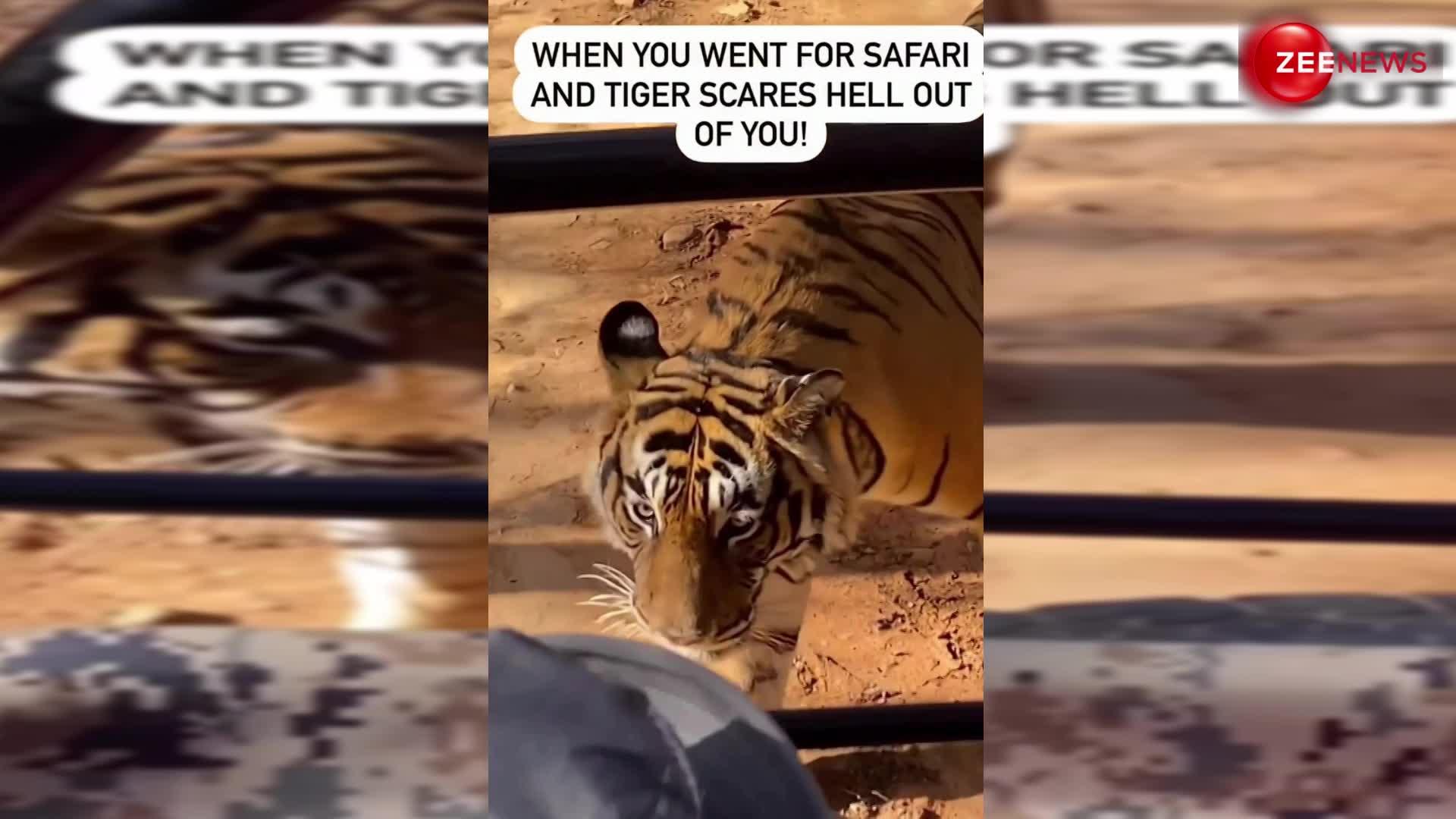 जंगल सफारी के समय लोगों के पास आ पहुंचा बाघ, डर के मारे पर्यटकों की हालत हुई खराब