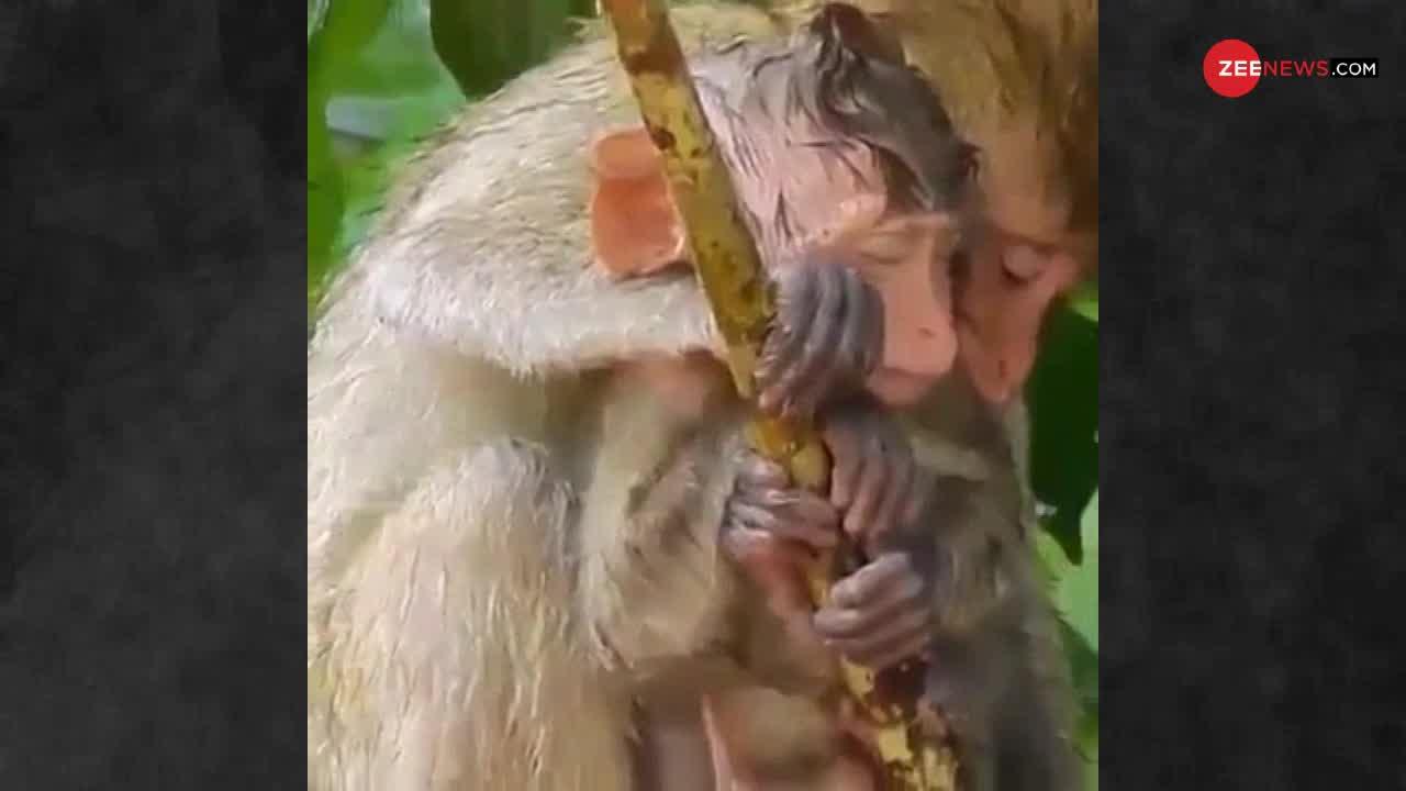 भरी बारिश में अपनी मां से चिपटा रहा ये बंदर का बच्चा, देखें VIDEO