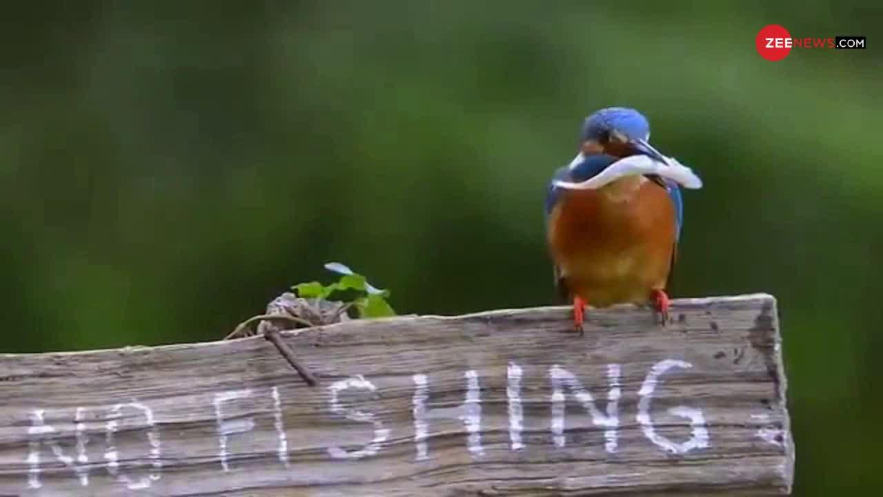 Viral Video: इस पंछी ने कैसे Rule तोड़ने की हिमाक़त कर डाली!