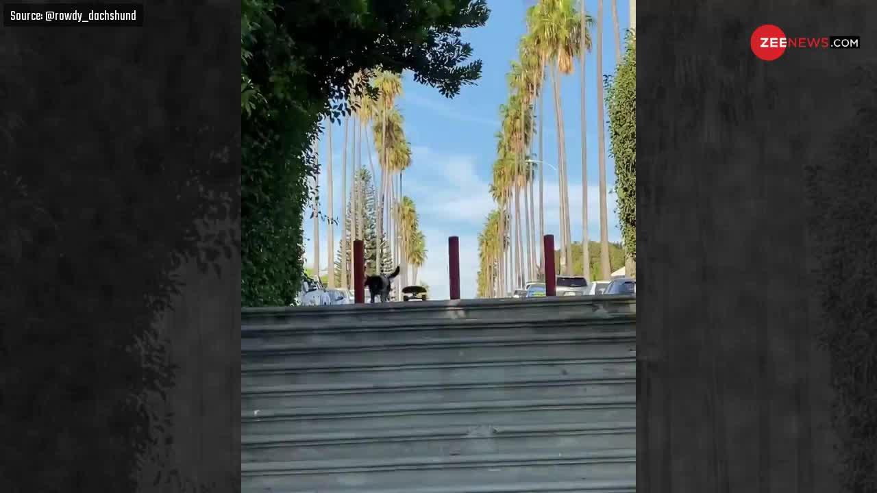 Viral Video: कुत्ते को इस अंदाज में स्केटिंग करते देख आप भी उसके फैन हो जाएंगे!