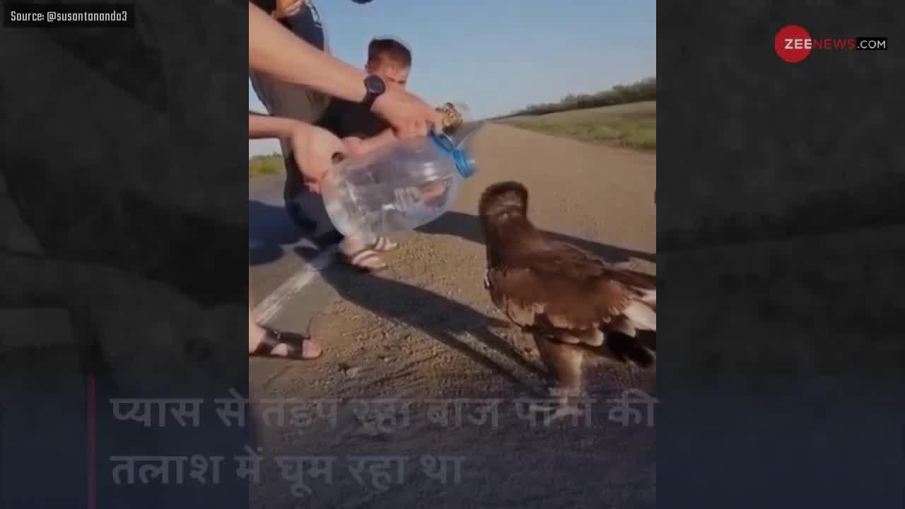 Viral Video: प्यासे बाज को युवक ने बोतल से पिलाया पानी, बाज ने कुछ ऐसा दिया रिएक्शन
