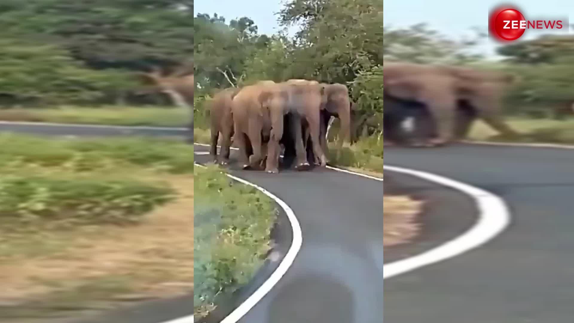 जंगल में नन्हे बच्चे को सिक्योरिटी देता नजर आया हाथी का पूरा परिवार, दिल को छू जाएगा ये वीडियो