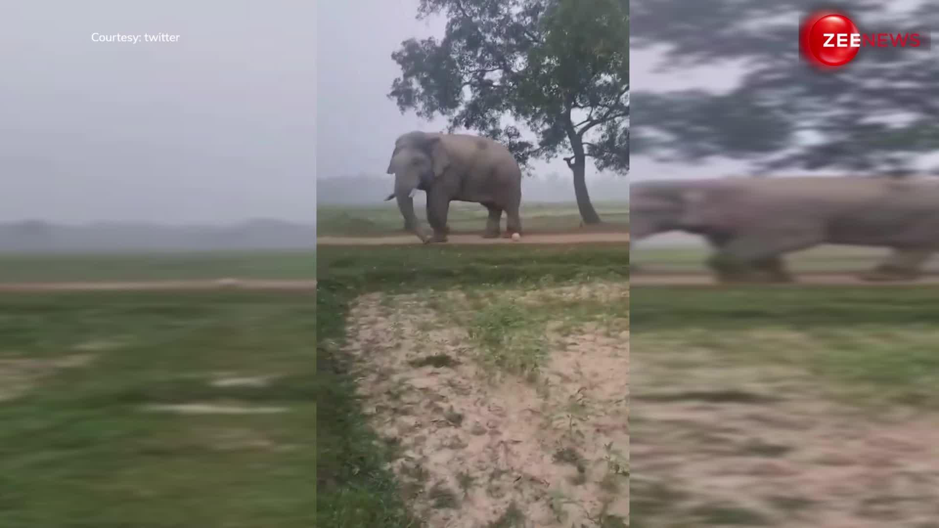 क्या आपने कभी हाथी को फुटबॉल खेलते हुए देखा है? अगर नहीं तो जल्दी देख डालें ये वीडियो...