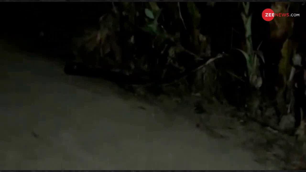 Viral Video: जब अजगर को चुटकियों में निगल गया किंग कोबरा, देखिए हैरान करने वाला Video