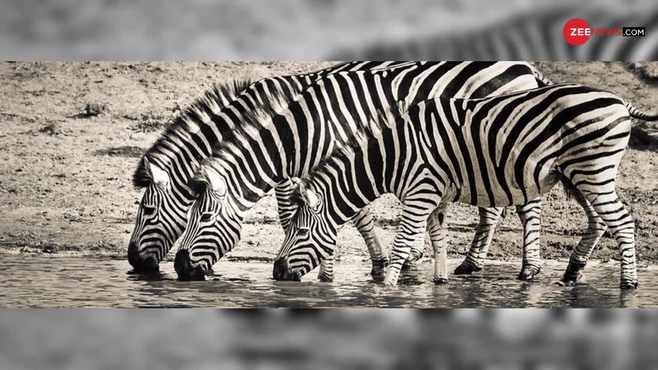 Zebra की काली-सफेद धारियों को क्या हुआ ?