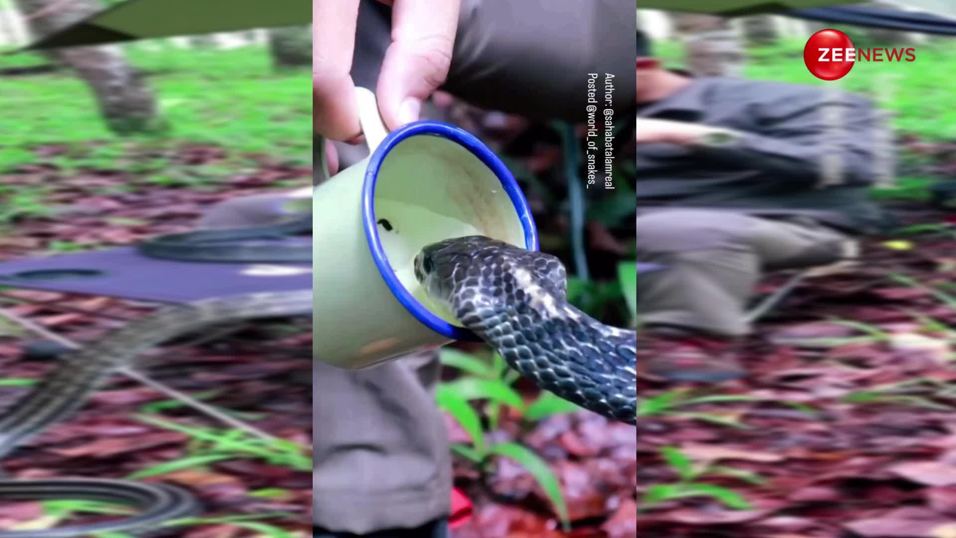 कप में मजे से पानी पी रहे King Cobra का वीडियो हुआ वायरल, लोगों को काफी पसंद आ रही है ये रील