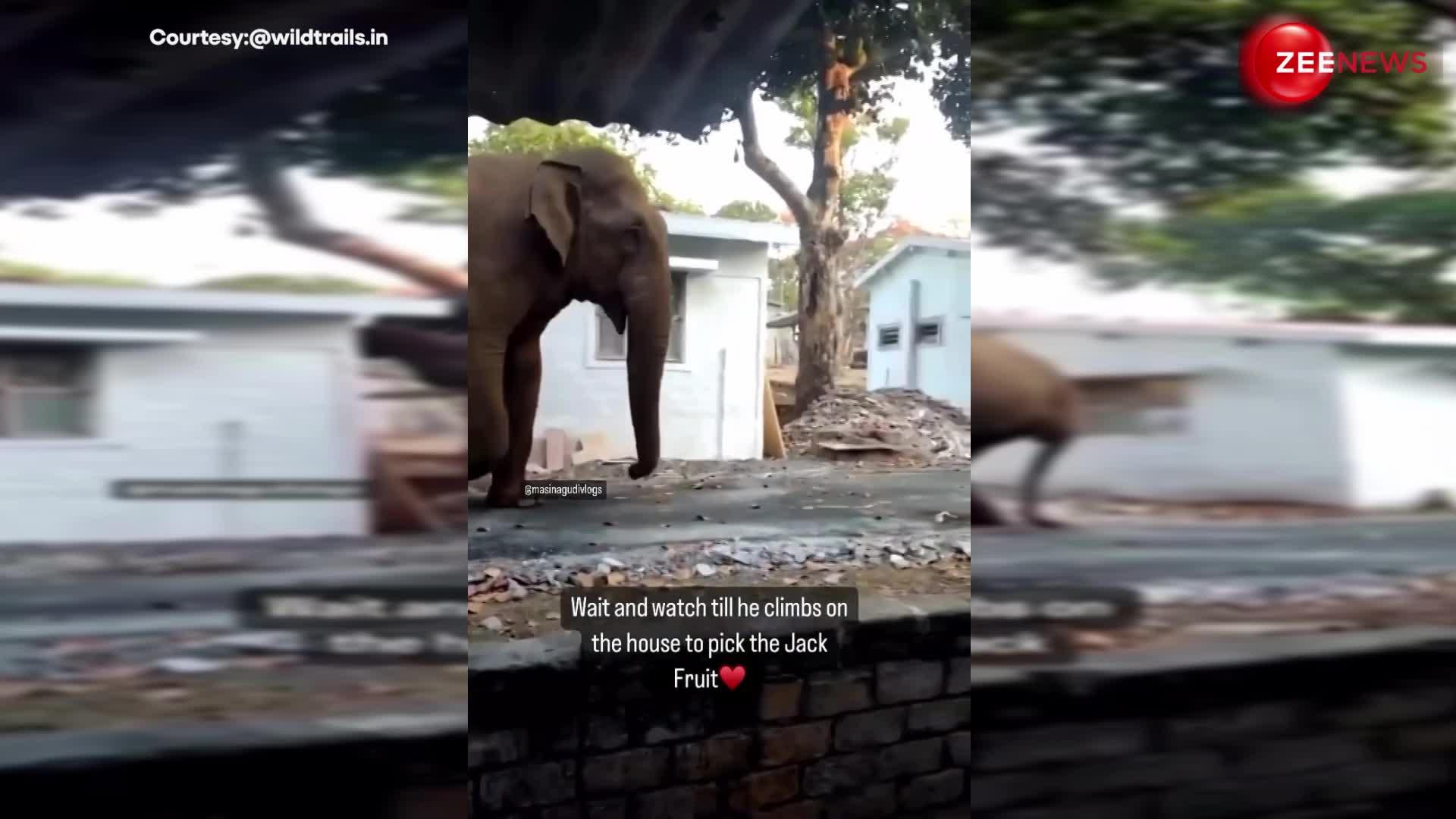 कटहल खाने के लिए घर पर ही चढ़ गया हाथी ऐसा भयानक वीडियो देख, कांप उठी लोगों की रूह