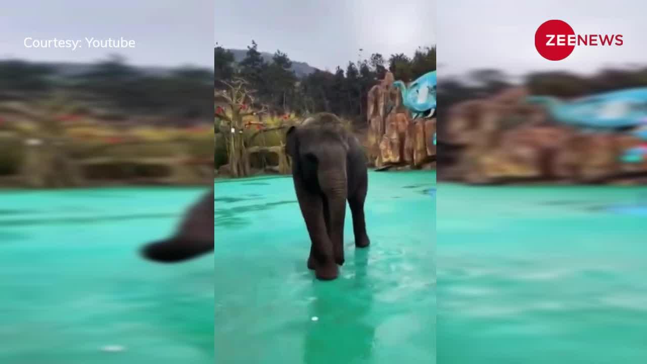 हाथी के बच्चे ने नाच-नाच कर बना दिया माहौल, वीडियो पर टूट पड़े यूजर्स!