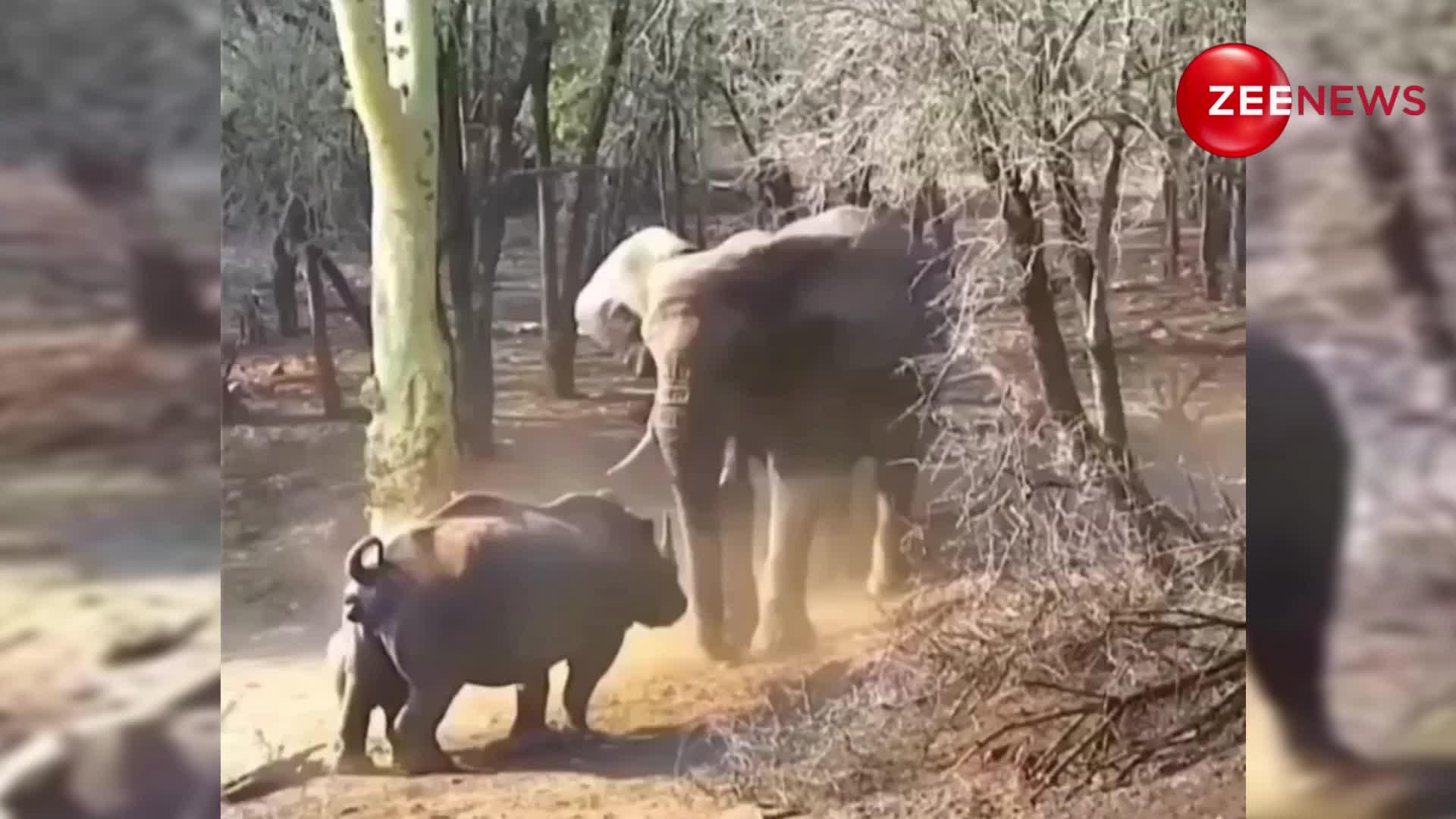 अपने नन्हे बच्चे को गुस्सेबाज हाथी से बचाने के लिए भिड़ गया गैंडा, जान की बाजी लगाकर किया अटैक
