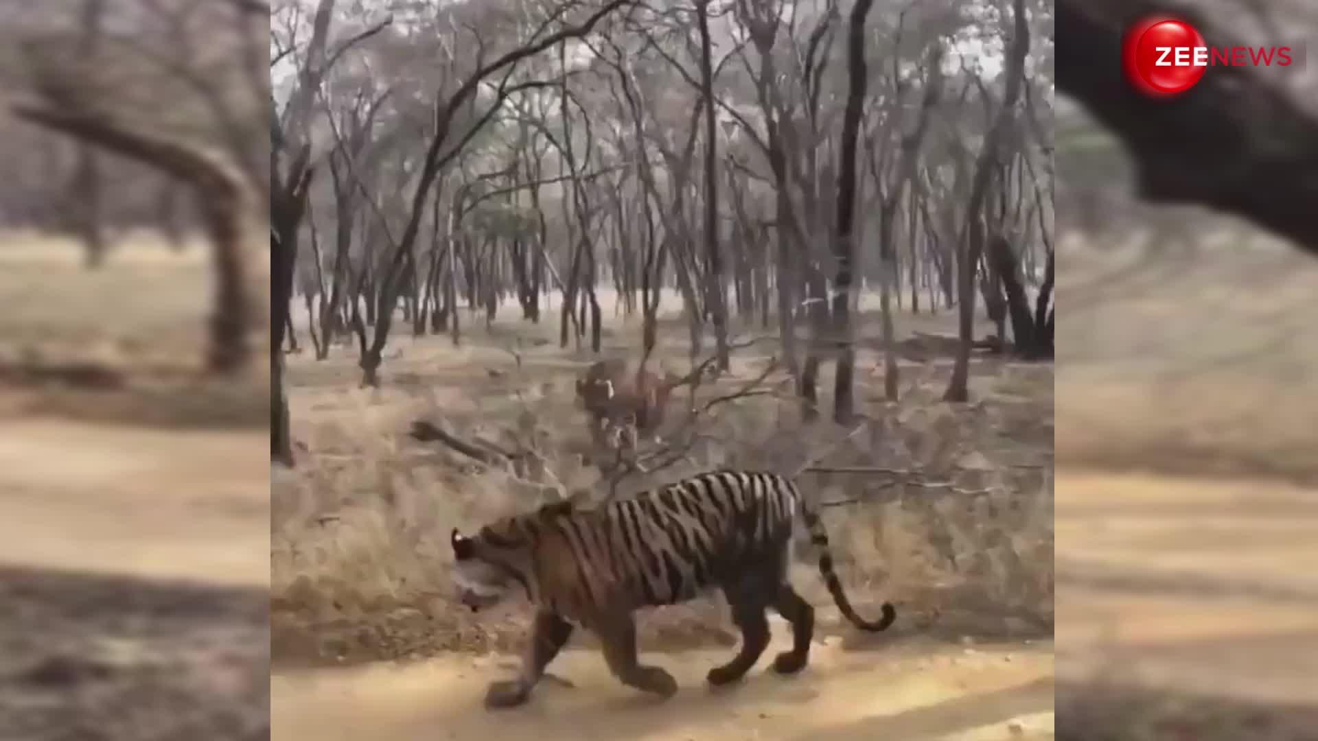 इलाके को लेकर बाघ ने एक दूसरे पर किया जानलेवा अटैक, वीडियो देख अटक जाएंगे आपके प्राण
