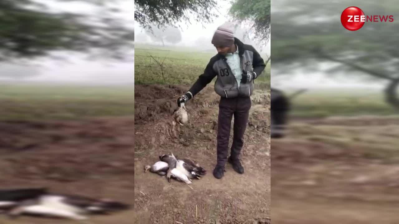 Uttar Pradesh News: मेहमान बनकर आए साइबेरियन पक्षियों का हो रहा शिकार, वीडियो देख दहल जाएगा दिल!