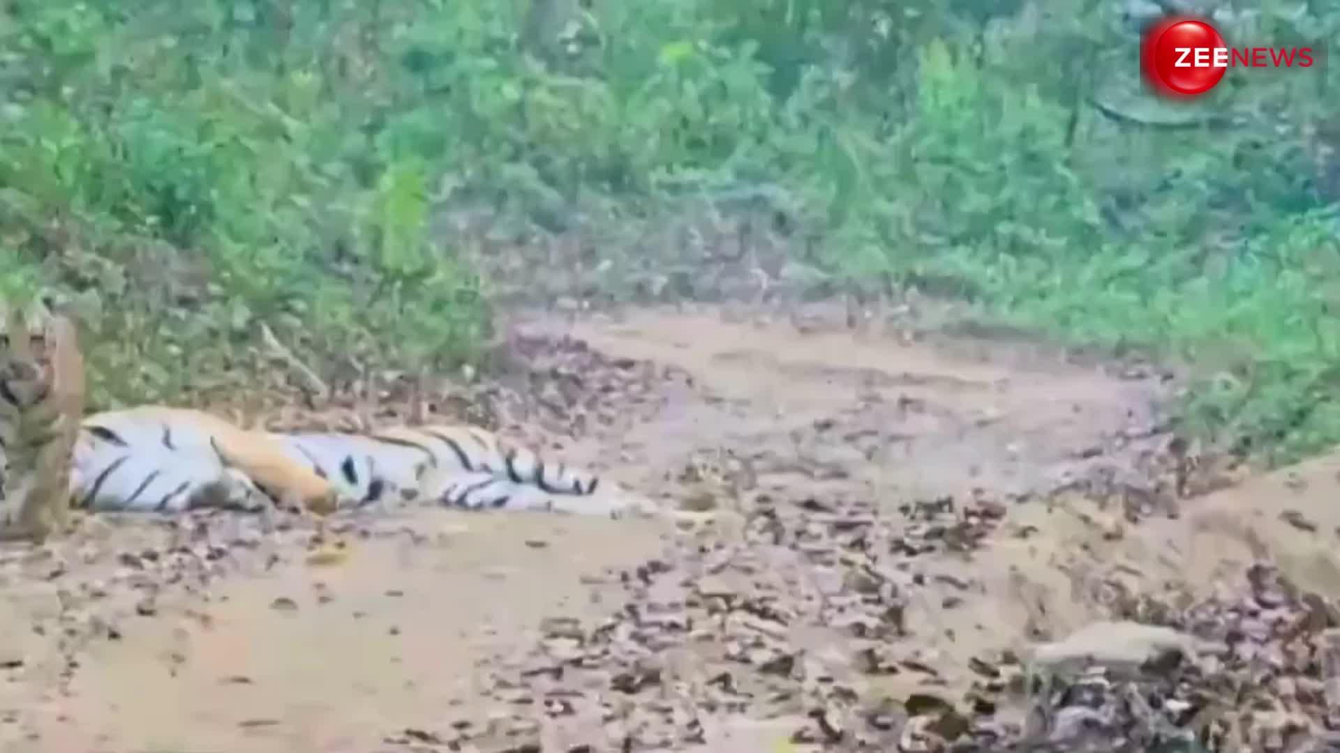 जंगल में अपनी मां के साथ खेलते नजर आए नन्हे शेर, लोगों को भा गया ये वीडियो