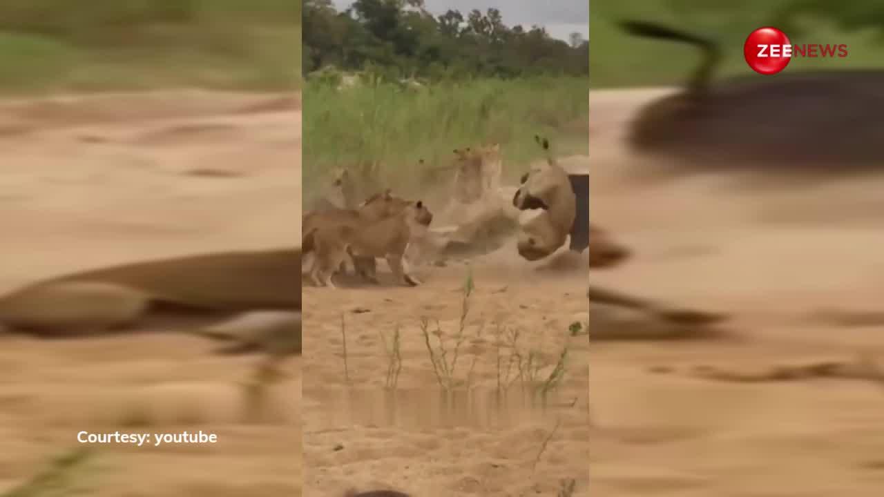 बब्बर शेर पर 'मौत' बनकर टूट पड़ा जंगली भैंसा, पटक-पटककर किया अधमरा; देखें दिलचस्प वीडियो
