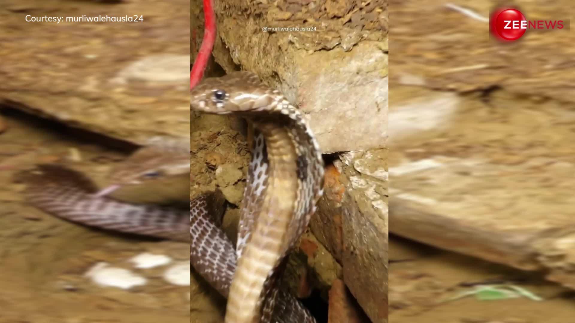 मिट्टी के घोसले के अंदर अपने अंडों की जान रक्षा करती दिखी फीमेल King Cobra, वायरल हुआ वीडियो