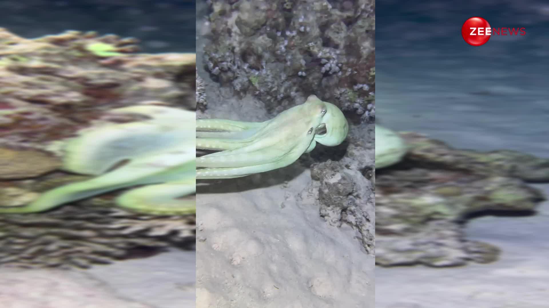 पानी के अंदर दिखा रंग बदलने वाला ऑक्टोपस, पहली बार नजर आया इस तरह का जीव