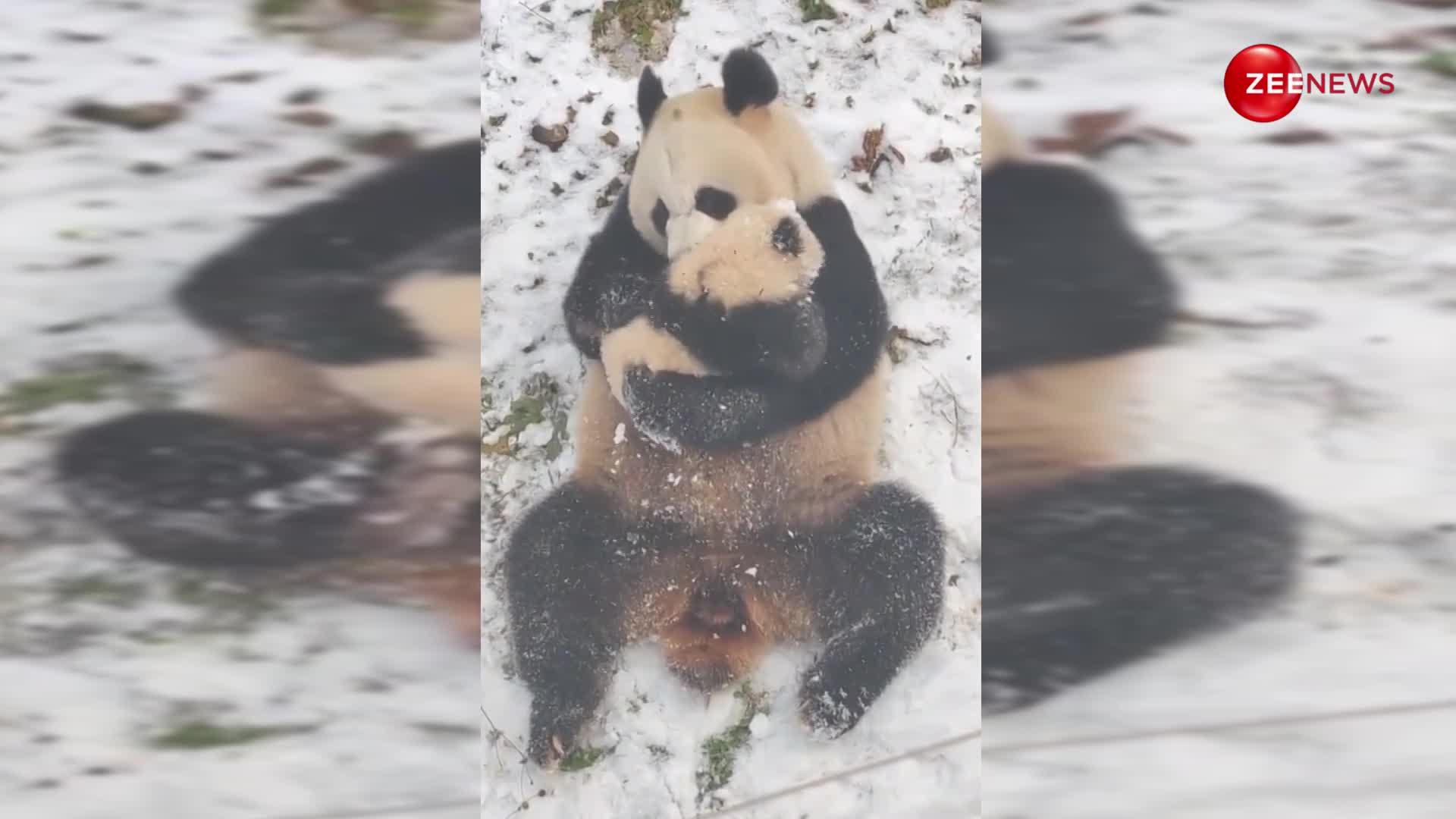 बेबी पांडा का अपनी मम्मी के साथ बर्फ में मस्ती करते हुए वायरल हुआ वीडियो